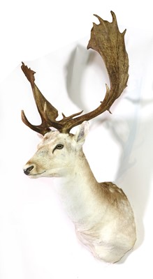 Lot 280 - Taxidermy: White fallow buck