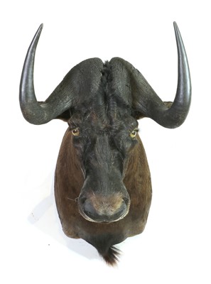 Lot 305 - Taxidermy: Black wildebeest