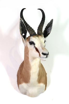 Lot 303 - Taxidermy: Common springbuck bull