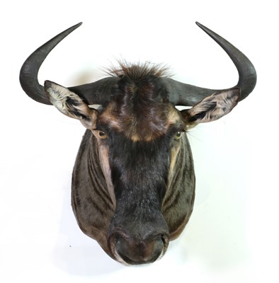 Lot 302 - Taxidermy: Blue wildebeest bull