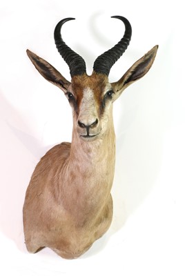 Lot 301 - Taxidermy: Coffee springbuck