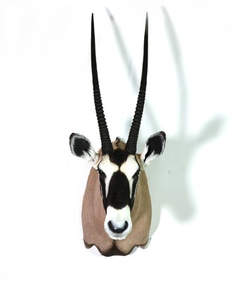 Lot 276 - Taxidermy: Oryx bull