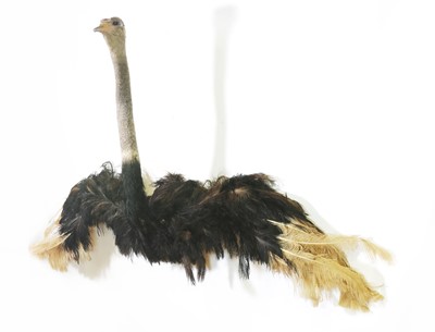 Lot 299 - Taxidermy: Ostrich