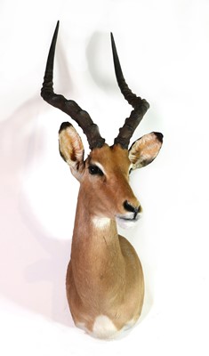 Lot 298 - Taxidermy: Impala