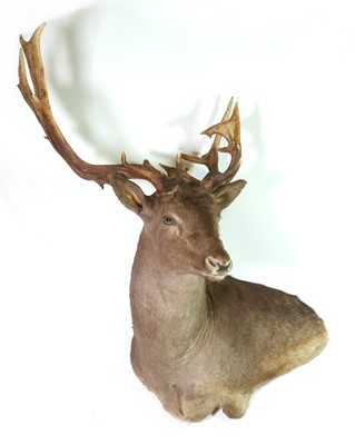 Lot 297 - Taxidermy: Black fallow deer