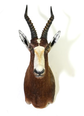 Lot 281 - Taxidermy: Blesbuck