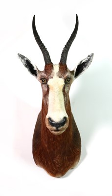 Lot 296 - Taxidermy: Blesbuck