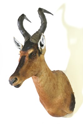 Lot 295 - Taxidermy: Red hartebeest