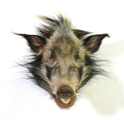 Lot 294 - Taxidermy: Bush pig boar