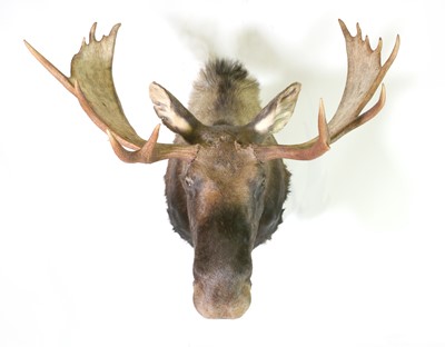 Lot 293 - Taxidermy: Canadian moose