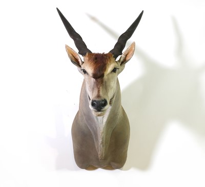 Lot 292 - Taxidermy: Cape eland