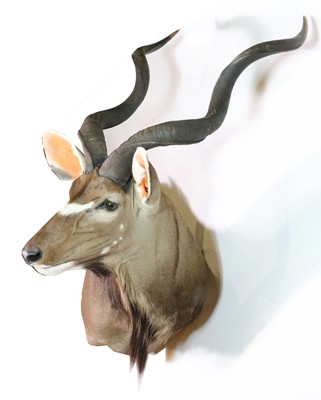 Lot 291 - Taxidermy: Cape kudu