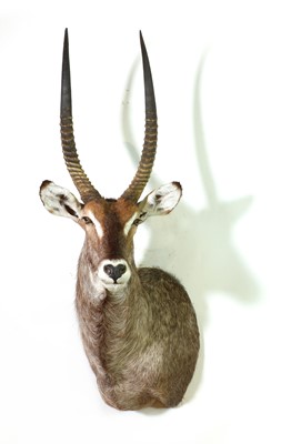 Lot 290 - Taxidermy: Waterbuck