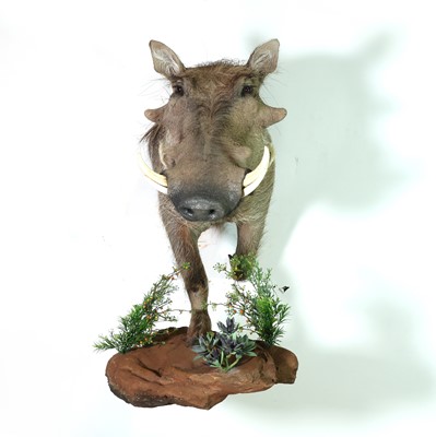 Lot 279 - Taxidermy: Warthog