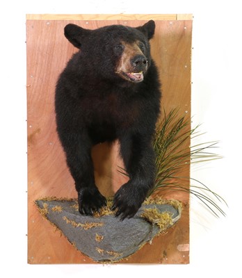 Lot 270 - A taxidermy Canadian black bear