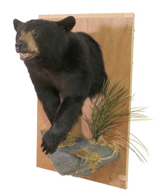 Lot 270 - A taxidermy Canadian black bear