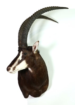 Lot 286 - Taxidermy: Sable antelope