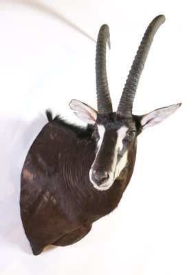 Lot 286 - Taxidermy: Sable antelope