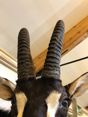 Lot 286 - Taxidermy: Sable antelope