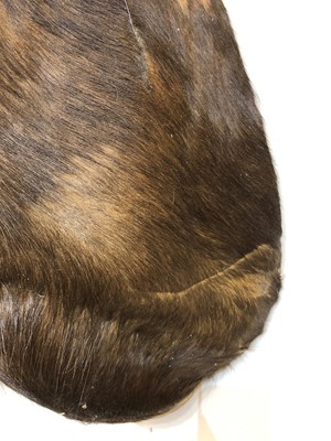 Lot 286 - Taxidermy: Sable antelope