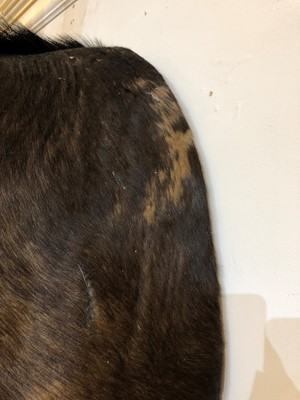 Lot 286 - Taxidermy: Sable antelope