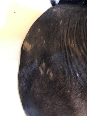 Lot 286 - Taxidermy: Sable antelope