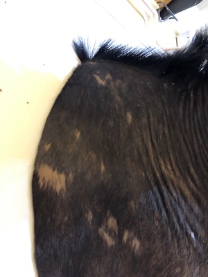 Lot 286 - Taxidermy: Sable antelope
