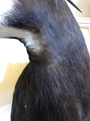 Lot 286 - Taxidermy: Sable antelope