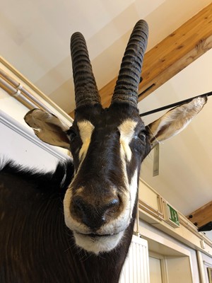 Lot 286 - Taxidermy: Sable antelope