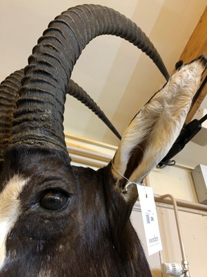 Lot 286 - Taxidermy: Sable antelope
