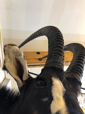 Lot 286 - Taxidermy: Sable antelope