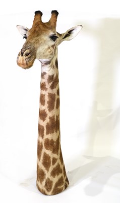 Lot 300 - Taxidermy: Giraffe head and neck mount