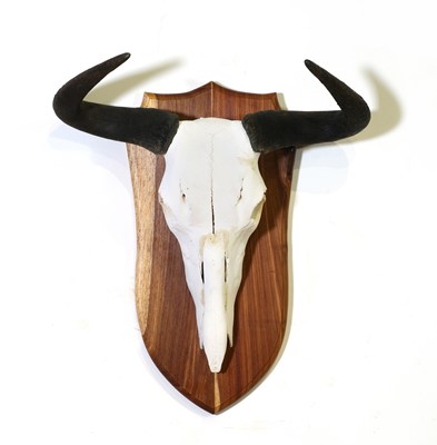 Lot 277 - Taxidermy: Black wildebeest