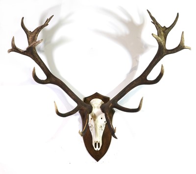 Lot 275 - Taxidermy: Red deer park stag