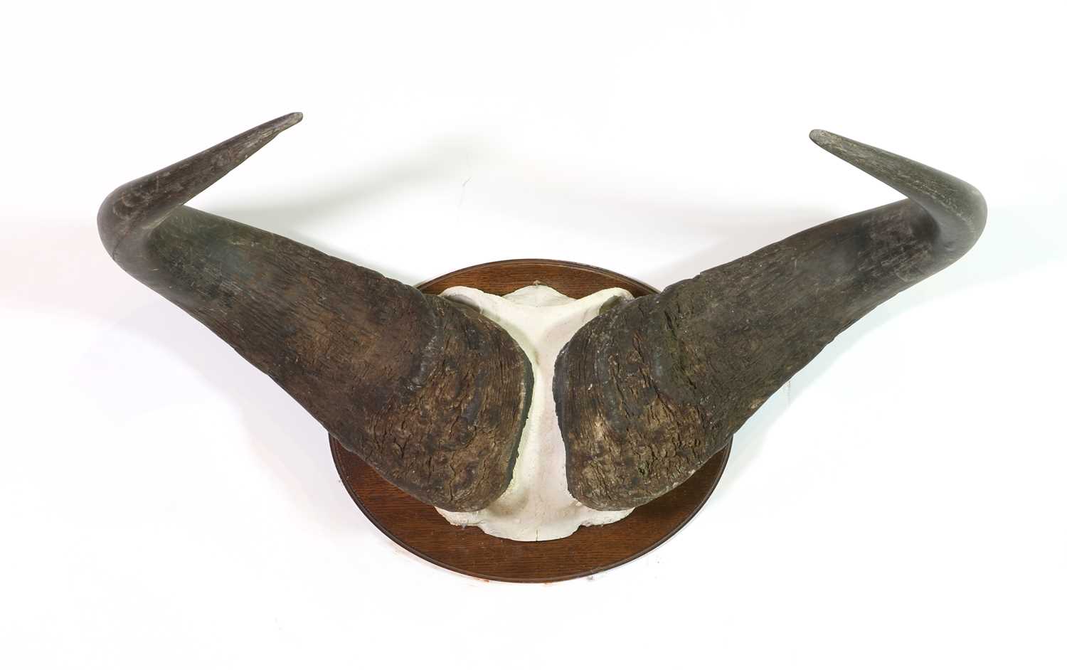 Lot 331 - A Cape buffalo skull mount boss and horns