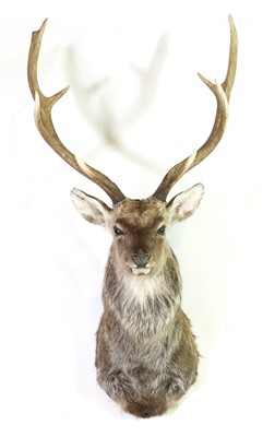 Lot 283 - Taxidermy: Manchurian sika