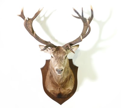 Lot 285 - Taxidermy: Red deer stag