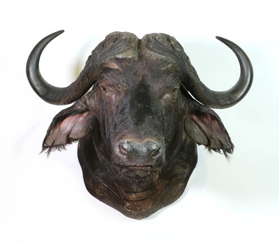 Lot 284 - Taxidermy: Cape buffalo