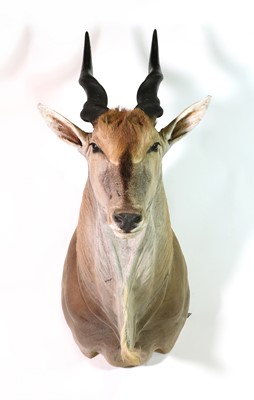 Lot 288 - Taxidermy: Livingstone eland