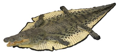 Lot 304 - Taxidermy: Nile crocodile