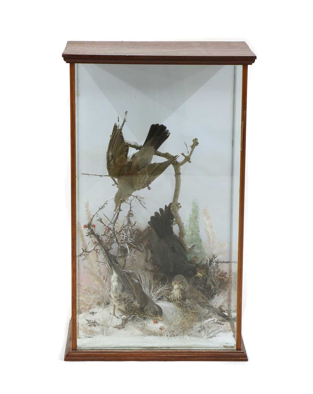 Lot 235 - A group of Taxidermy birds