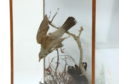 Lot 235 - A group of Taxidermy birds