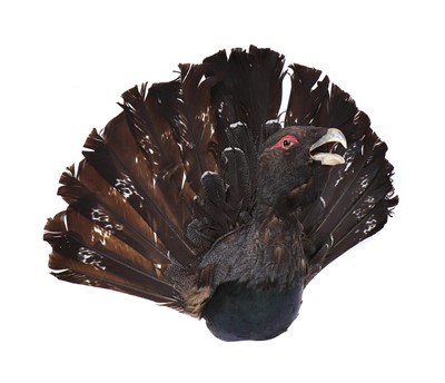 Lot 435 - Taxidermy: Western capercaillie