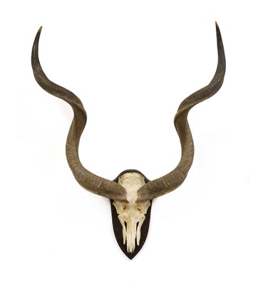 Lot 230 - An articulated skull of a greater kudu