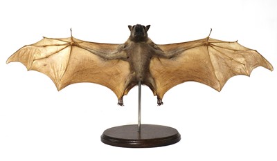 Lot 226 - A taxidermy hammer-headed fruit bat