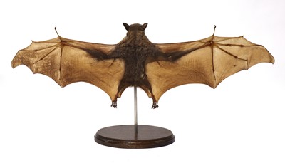 Lot 226 - A taxidermy hammer-headed fruit bat