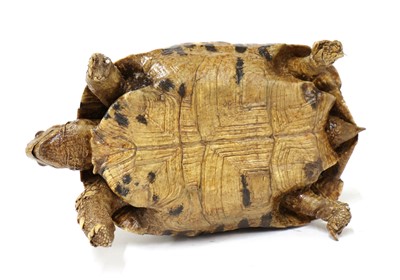 Lot 570 - LEOPARD TORTOISE