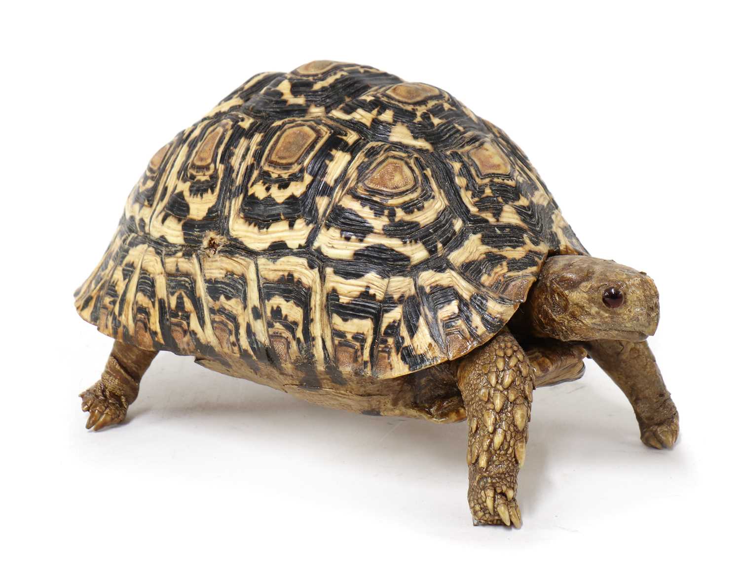 Lot 570 - LEOPARD TORTOISE