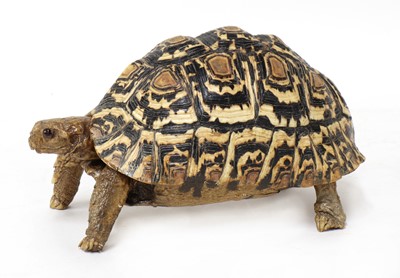 Lot 570 - LEOPARD TORTOISE