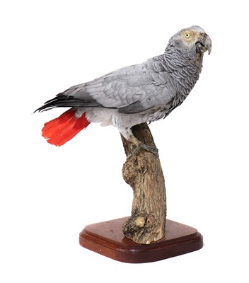 Lot 228 - A taxidermy African grey parrot